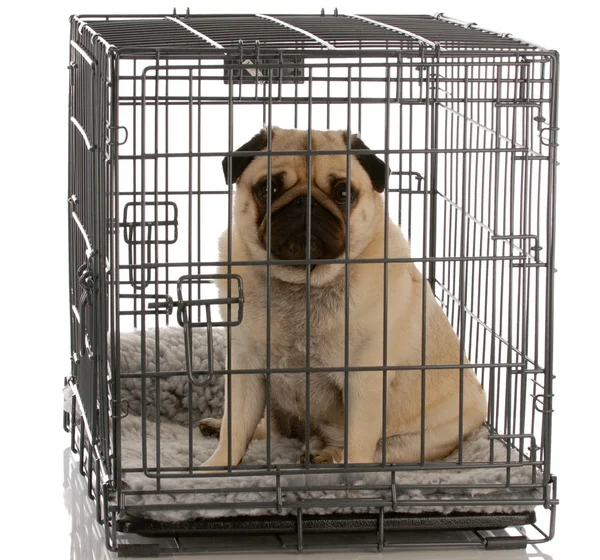 Carlino seduto in una cassa di cane filo guardando fuori uno spettatore — Foto Stock
