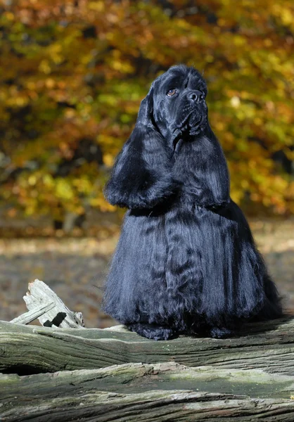 Cocker noir américain portrait d'épagneul en décor d'automne — Photo