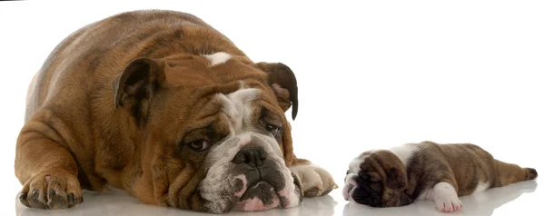 Inglês bulldog mãe e três semanas de idade cachorrinho — Fotografia de Stock