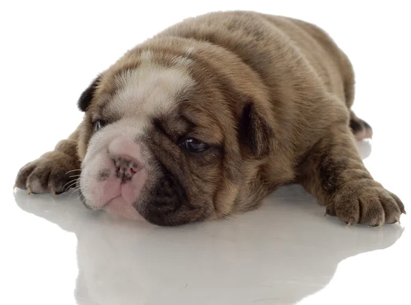 Brindle english bulldog puppy com reflexão sobre fundo branco — Fotografia de Stock