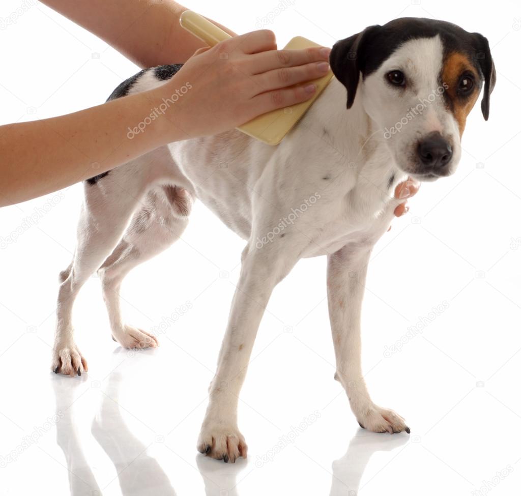 jack russel terrier being brushed