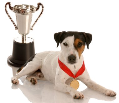 jack russel terrier altın madalya ile kupa oturan giymiş