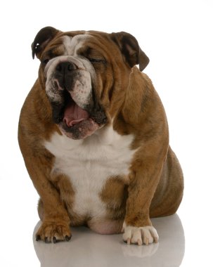 brindle İngilizce bulldog ağzı açık esneme