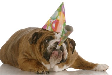 şapka giyen ve boynuz üzerinde üfleme İngilizce bulldog doğum köpek