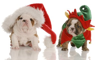 Noel Baba ve bir elf gibi giyinmiş dört haftalık İngilizce bulldog puppies