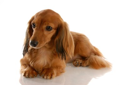uzun saçlı minyatür dachshund bırakmasını
