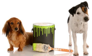 dachshund and jack russel terrier with paint can clipart