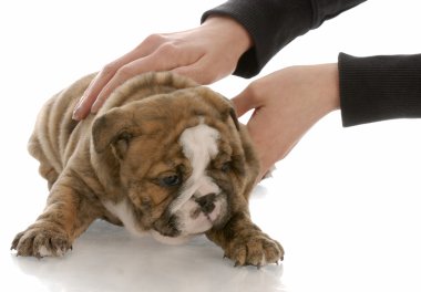 eller beş haftalık İngilizce bulldog yavru toplama