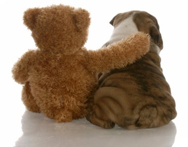 İngilizce bulldog yavru ayı oturan