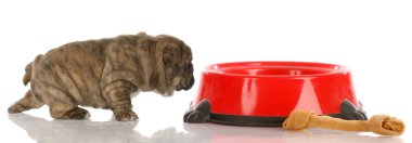çok az İngilizce bulldog yavrusu kadar büyük köpek yemek yemek için yürüyüş