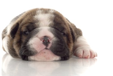Üç haftalık brindle ve beyaz İngilizce bulldog yavru