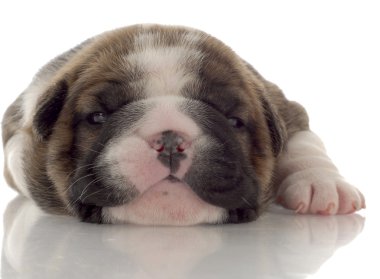 Üç haftalık brindle ve beyaz İngilizce bulldog yavru