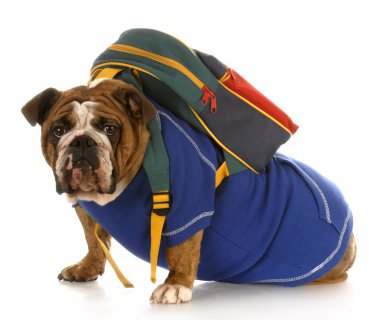 İngilizce bulldog sırt çantası ile Mavi kazak giyiyor