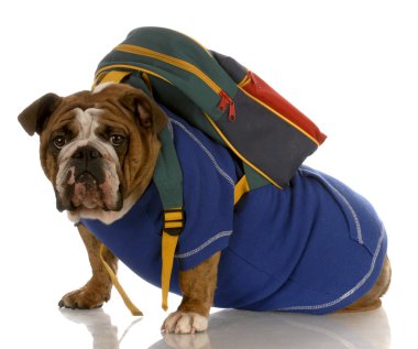 İngilizce bulldog sırt çantası ile Mavi kazak giyiyor
