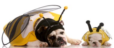 bir arı gibi giyinmiş iki İngilizce bulldog yavrusu