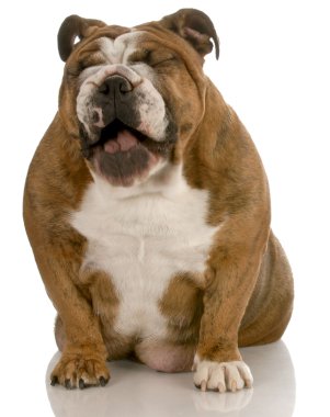 İngilizce bulldog ağzı açık gülüyor