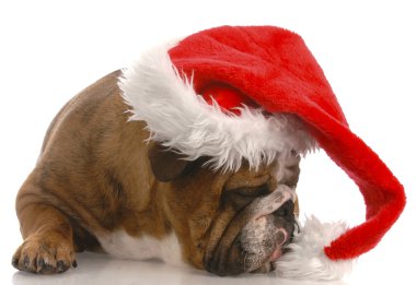 İngilizce bulldog giyen Noel Baba şapkası
