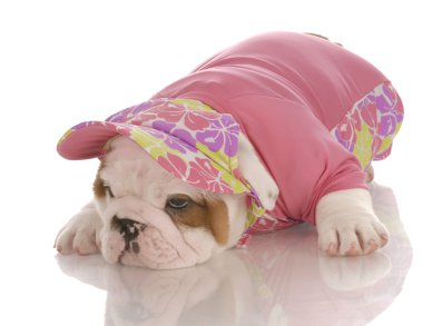 şapka ve eşleşen forması giyen yedi haftalık İngilizce bulldog yavru