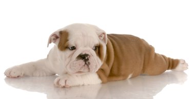 yedi haftalık kırmızı ve beyaz İngilizce bulldog yavru bırakmasını