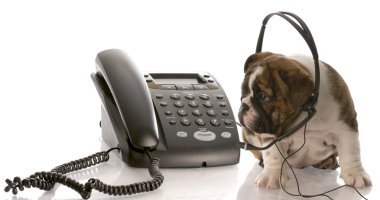 telefonda konuşurken Kulaklık takmış İngilizce bulldog yavrusu