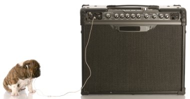 amp kulaklıklar müzik dinlemek yanında oturan İngilizce bulldog yavrusu