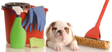 İngilizce bulldog yavrusu paspas ve kova temizlik döşeme malzemeleri