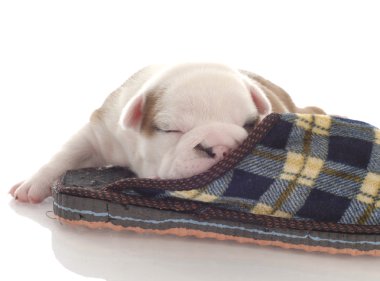 ekose bir terlik ile kıvrılmış üç haftalık İngilizce bulldog yavru