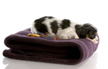 Üç renkli cavalier king charles köpeklerine bulanık battaniye
