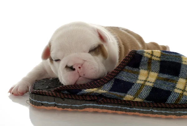 English bulldog puppy sleeping with slipper — Stock Photo, Image