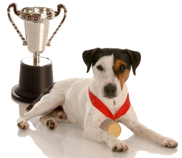 Jack Russel Terrier trägt Goldmedaille sitzend mit Trophäe — Stockfoto