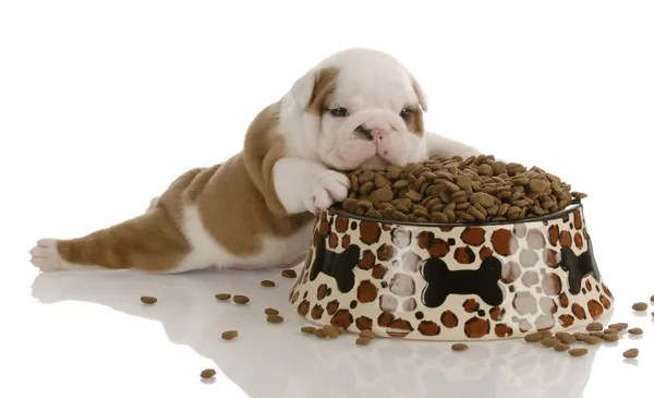 Pequeno cachorro buldogue que coloca ao lado de uma grande tigela de comida para cães — Fotografia de Stock