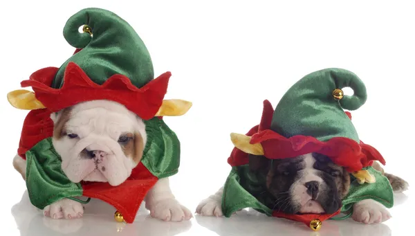 Zwei englische Bulldoggen-Welpen verkleidet als Weihnachtselfen — Stockfoto