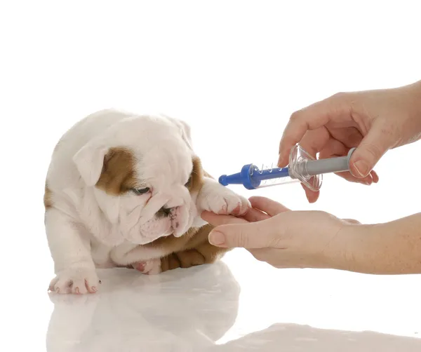 Inglês bulldog cachorro com agulha de brinquedo — Fotografia de Stock