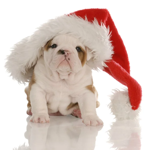 Four week old english bulldog puppy dressed up as santa — Stock Photo, Image