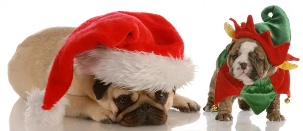 Pug dressed as santa and english bulldog puppy dressed as elf — Stock Photo, Image