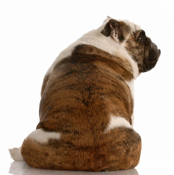 Bulldog inglese seduto di fronte allo spettatore — Foto Stock