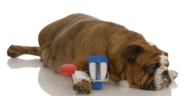 Inglês bulldog que coloca ao lado do medidor de pressão arterial do brinquedo com expressão dolorosa — Fotografia de Stock