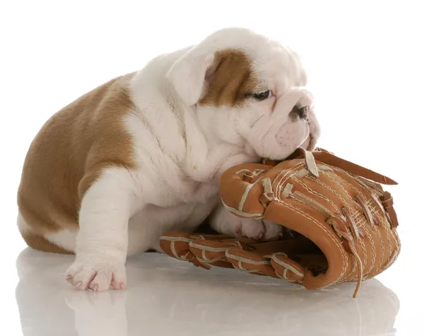 Inglês bulldog cachorro mastigar na luva de beisebol — Fotografia de Stock