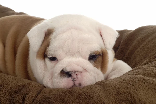 Inglês bulldog cachorro descansando no cobertor — Fotografia de Stock