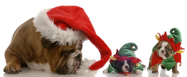 Anglais bulldog santa avec deux aides bulldog elfe — Photo