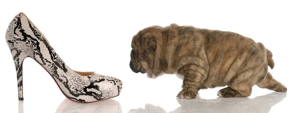 Quattro settimane vecchio inglese bulldog cucciolo — Foto Stock