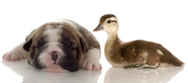 Bouledogue anglais chiot pose à côté de bébé canard — Photo