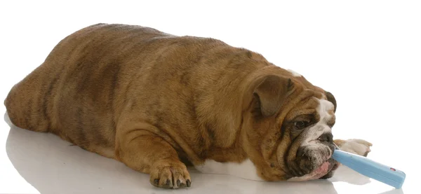 English bulldog getting temperature taken — Stock Photo, Image