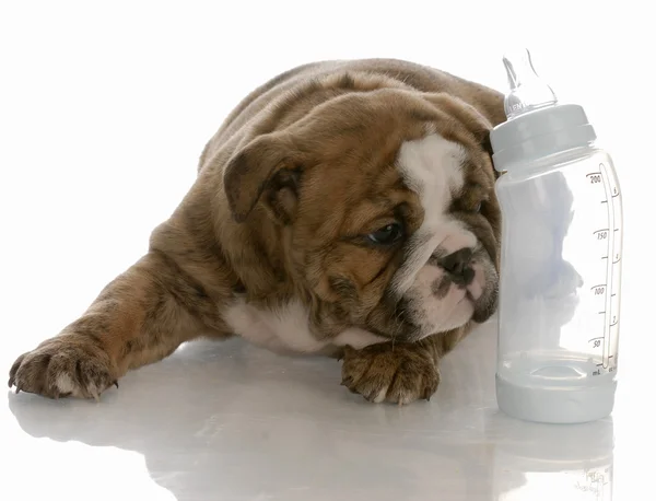 English bulldog puppy laying beside baby bottle — Stock Photo, Image