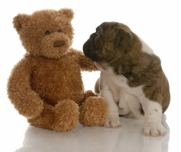 İngilizce bulldog köpek oyuncak ayı tarafından teselli — Stok fotoğraf