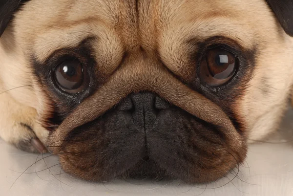 Close up of pug dog looking at viewer — Stock Photo, Image