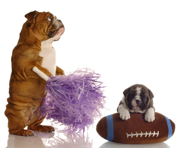 Inglês bulldog cheerleader de pé ao lado filhote de cachorro sentado no futebol — Fotografia de Stock