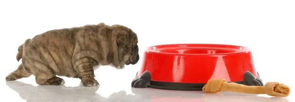 Zeer kleine Engels bulldog pup oplopend naar grote hond eten schotel — Stockfoto