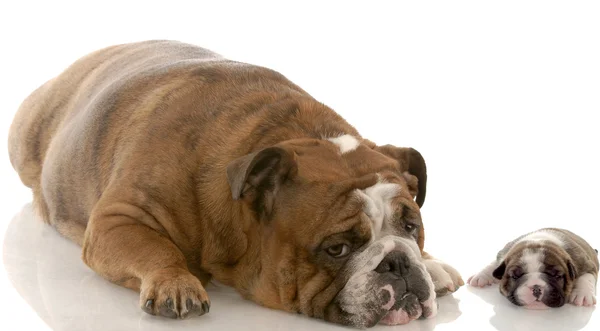 English bulldog mother and three week old puppy — Stock Photo, Image