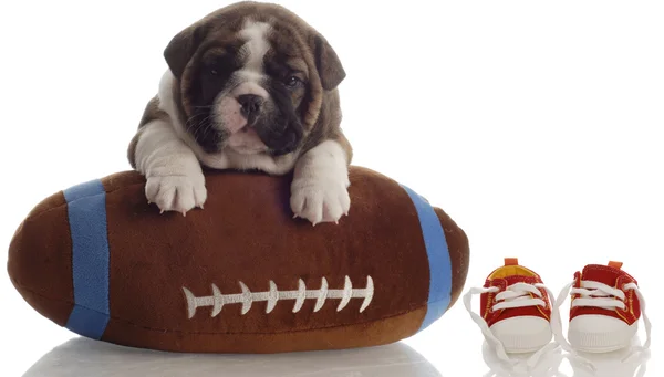 Inglés bulldog cachorro jugando con fútbol sentado al lado de correr zapatos — Foto de Stock